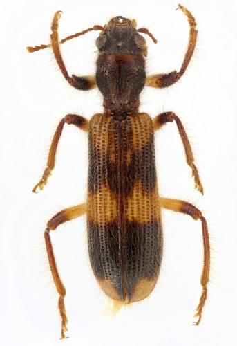 Opilo domesticus